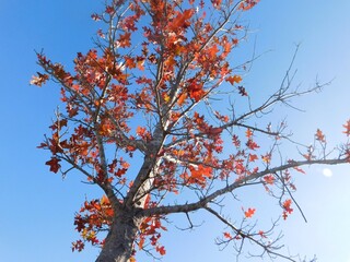 autumn tree with red and orange leaves