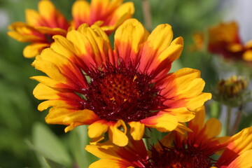  Sommerblumen -Kokardenblume -Bienenfutter