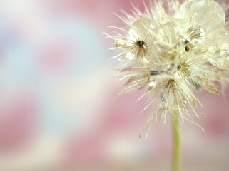 close up of a white dry flowers seeds with water droplets on pink blurred background and soft focus ,macro image sweet color for card design ,wallpaper, bright sweet background