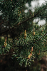 Green pine branches with cones in the forest in warm spring