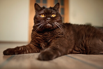 Scottish straight-eared cat lying on the floor, a chocolate-colored animal