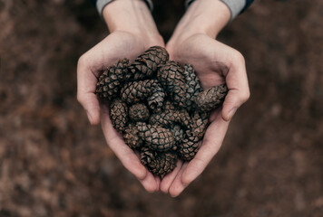 Pine cones in the hands in the shape of a heart