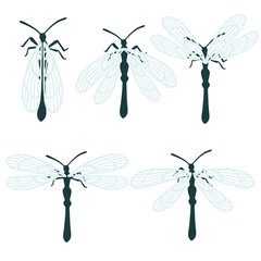 Set of simple flat dragonfly with different wings collection insects flat vector illustration isolated on white background