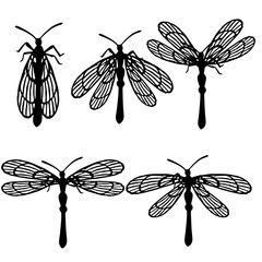 Set of simple flat dragonfly with different wings collection insects flat vector illustration isolated on white background