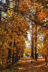 Yellow autumn trees in the park. Fallen leaves strewn the whole path. Walk in nature. Autumn mood.