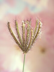 Closeup grass Chloris virgata , Eustachys plants with bright pink blurred background ,macro image ,wet spring plant ,sweet color for card design, water drops on grass