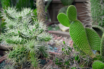 Beautiful exotic cactus in a pot closeup