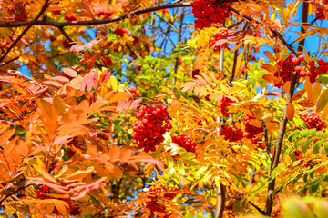 Bunches of red ripe mountain ash and yellow, orange, green leaves against a blue sky in autumn. Bright sunny autumn day.