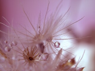 Closeup white dry flower plants with shiny drops of water on bright yellow gold blurred purple background , macro image , shiny for card design, pink sweet color for card design