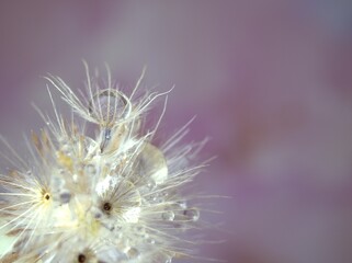 Closeup white dry flower plants with shiny drops of water on bright yellow gold blurred purple background , macro image , shiny for card design, pink sweet color for card design