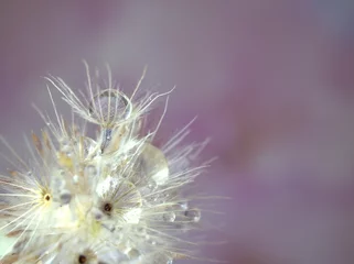 Tuinposter Close-up witte droge bloemplanten met glanzende druppels water op helder geel goud wazig paarse achtergrond, macro afbeelding, glanzend voor kaartontwerp, roze zoete kleur voor kaartontwerp © Suganya