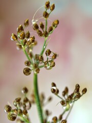 Closeup macro green grass plant with water drops on pink bright blurred background ,soft focus ,macro image ,sweet color for card design
