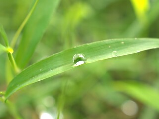 Closeup water drops on leaf ,dew on green grass, droplets on nature leaves with blurred background , macro image , soft focus for card design