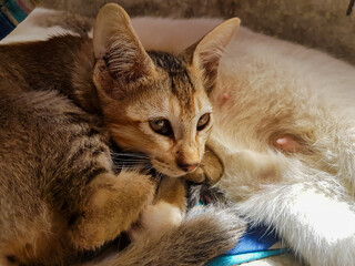 Baby cat sitting beside it's mother. Indian kitten and it's mother