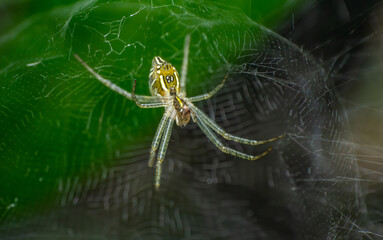 beautiful closeup photos of insects