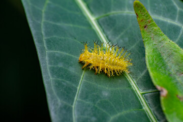 beautiful closeup photos of insects