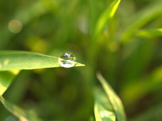 Closeup water drops on leaf ,dew on green grass, droplets on nature leaves with blurred background , macro image , soft focus for card design