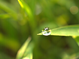 Closeup water drops on leaf ,dew on green grass, droplets on nature leaves with blurred background , macro image , soft focus for card design
