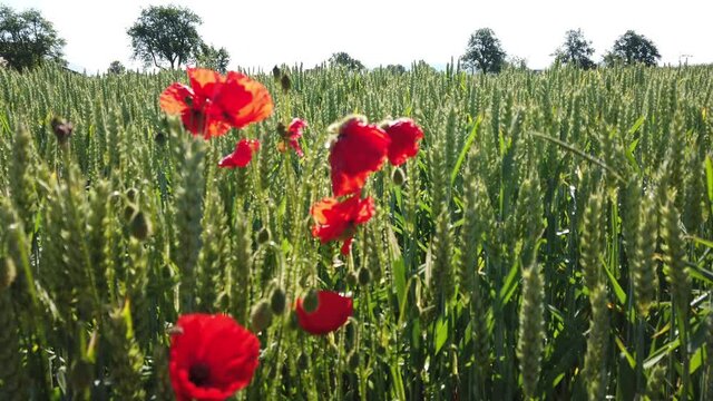 Bl&uuml;hende Mohnblumen am Feldrand