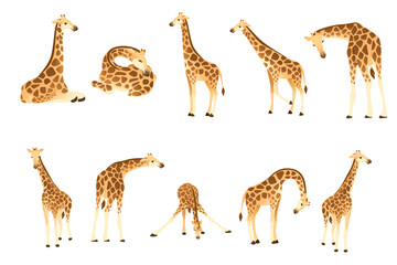 Set of mature giraffe african animal with long neck cartoon animal design flat vector illustration isolated on white background