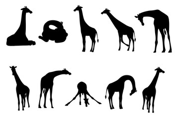 Black silhouette set of mature giraffe african animal with long neck cartoon animal design flat vector illustration isolated on white background