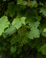 Green wild berries Parthenocissus, known as virgin grape. 