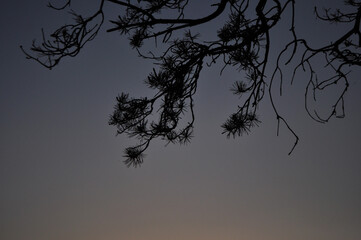 pine branches at dusk