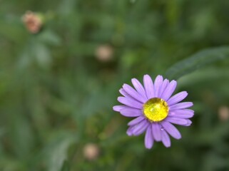 Obraz premium Closeup purple daisy flower in garden with water droplets on green blurred background ,sweet violet color ,macro image ,soft focus ,wallpaper