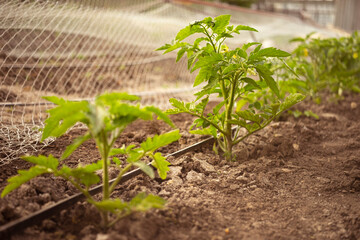 Young potato bushes grow in the garden