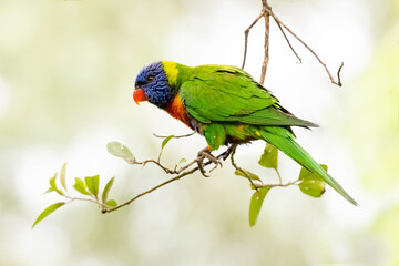 Rainbow Lorikeet Parrot Perched On A Small Tree Branch