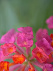 Closeup macro pink - red petals of Lantana camara ,west indian flower plants in garden with green blurred background , sweet color for card design