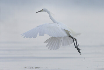Great Eastern Egret In Flight Against A White Back Ground