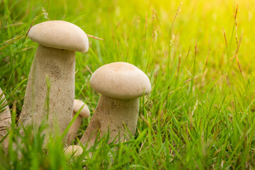 Closeup of group white mushrooms on the grass and sunlight in the background