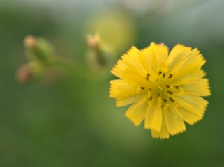 Closeup yellow petals of Oriental false hawksbeard , Youngia japonica flower plants in garden with green blurred background ,macro image ,sweet color for card design