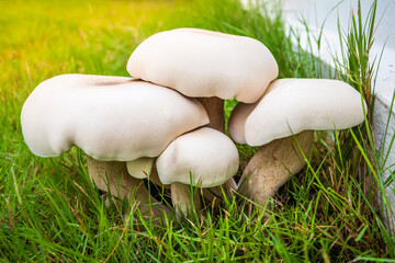 Closeup of group big white mushrooms on the grass and sunlight in the background
