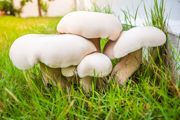 Closeup of group big white mushrooms on the grass and sunlight in the background