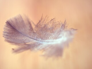 Beautiful purple feather on the ground with blurred background and soft focus ,macro image ,sweet color fluffy for card design , abstract background