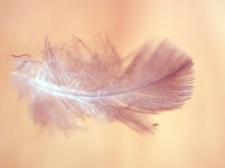 Beautiful purple feather on the ground with blurred background and soft focus ,macro image ,sweet color fluffy for card design , abstract background