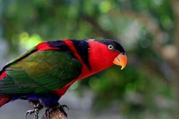 nuri bayan bird, eclectus roratus from maluku indonesia
