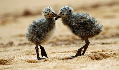 Yellow legged gull chicks on a beach