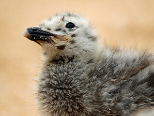 Yellow legged gull chicks on a beach