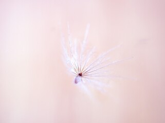 Closeup white Dry dandelion seeds flower on bright pink background with soft focus ,macro image ,smooth color for card design ,wallpaper, abstract background