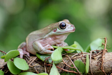 dumpy frog, papua green tree frog on the branch