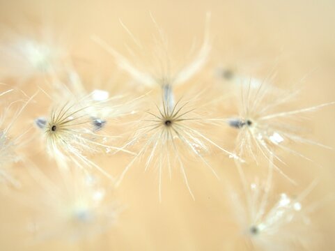 Closeup white Dry dandelion seeds flower on bright background with soft focus ,macro image ,smooth color for card design ,wallpaper, abstract background