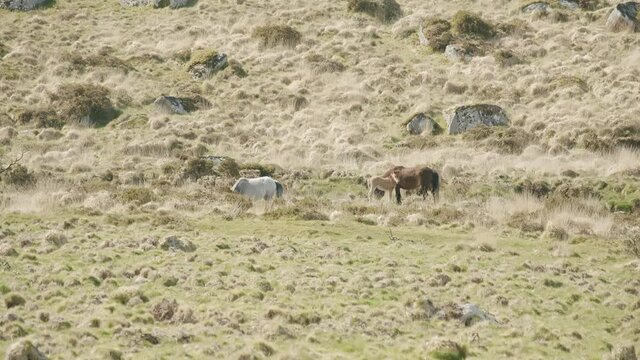 distant wild horses and foal in long grasses