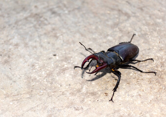 Macro. Beetle deer is the largest insect in Europe. Lucanus cervus