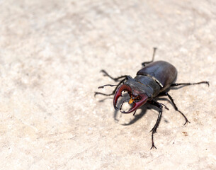 Macro.The stag beetle is the largest insect in Europe. Lucanus cervus is a giant male stag on the hunt. Stag beetle photographed in summer.