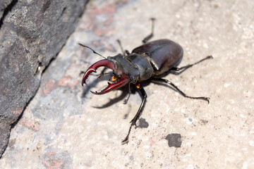 Macro.The stag beetle is the largest insect in Europe. Lucanus cervus is a giant male stag on the hunt. Stag beetle photographed in summer.