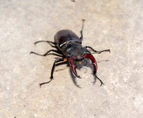 Macro. Beetle deer is Europe's largest insect. Lucanus cervus is a giant male deer on the hunt.