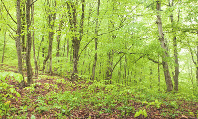 Beautiful view. Forest in spring